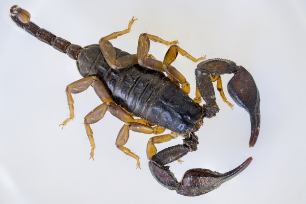 Facts about Arizona Scorpions